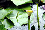 雨中盛夏