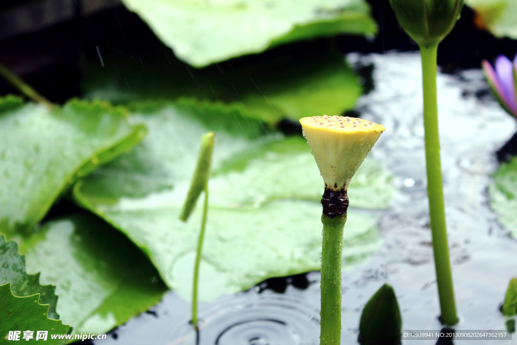 雨中盛夏