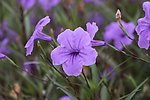 花卉