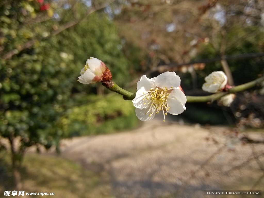 梅花