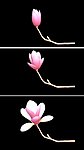 红花开放动画