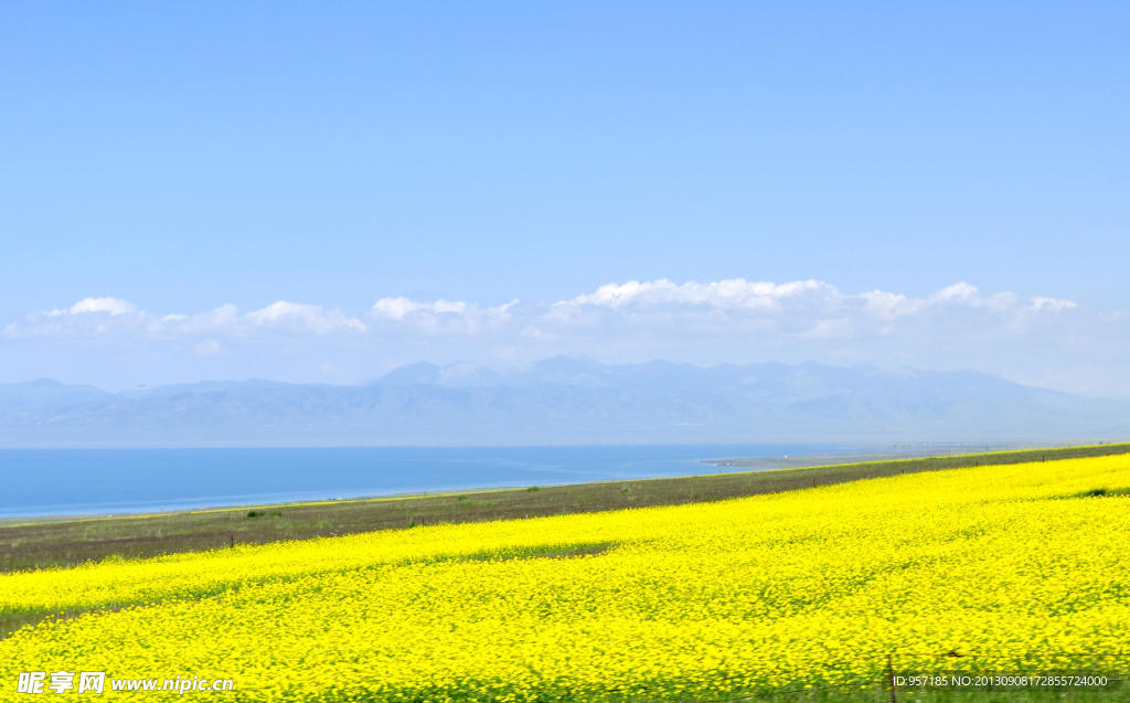 油菜花