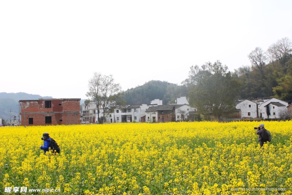 油菜花