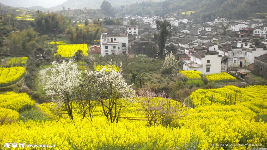 油菜花