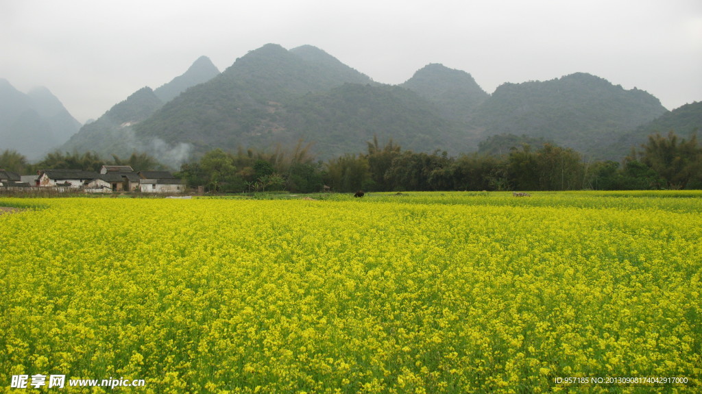 油菜花 盛开 春天