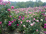 月季花