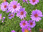 紫色菊花