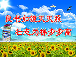 蓝天 白云 向日葵