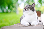 小猫