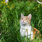 小猫
