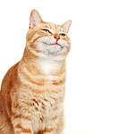 家猫