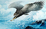 斗浪
