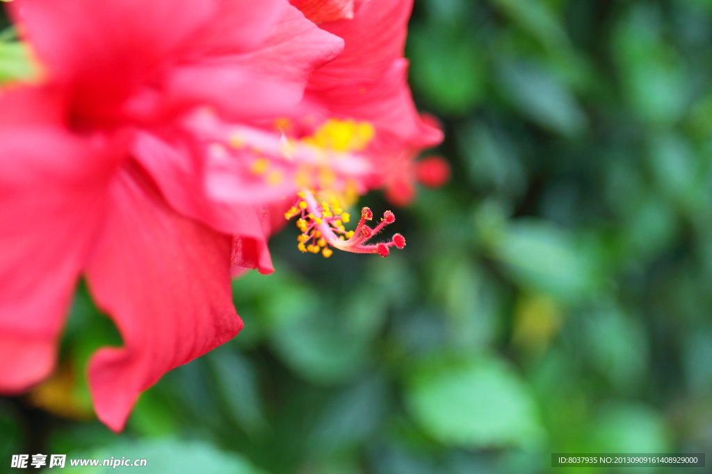扶桑花花芯