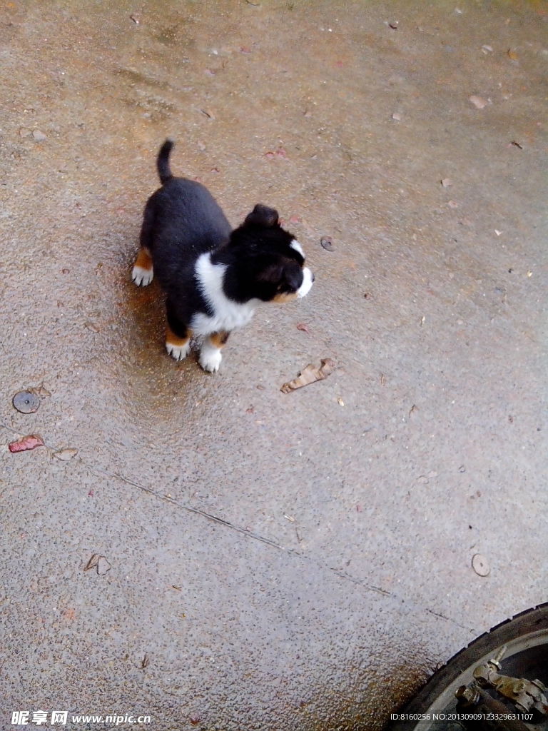 小狗