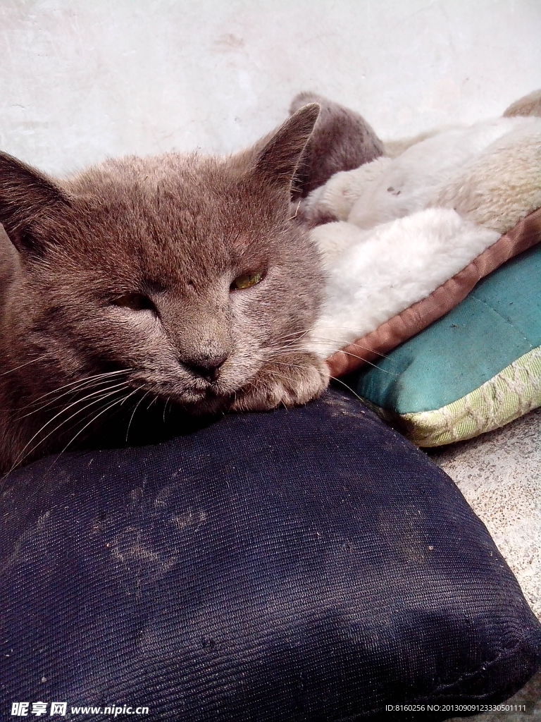 猫咪