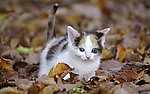 小花猫