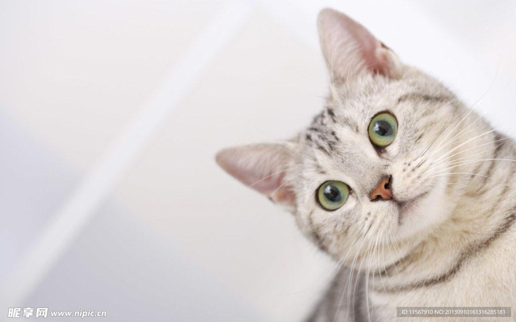 猫咪