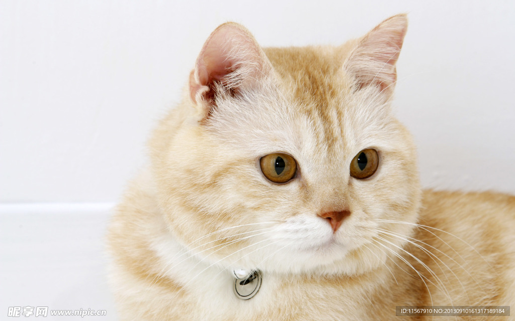 猫咪