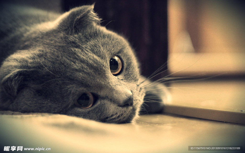 猫咪