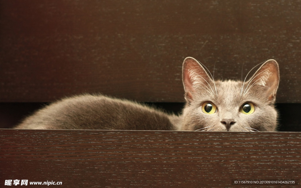 猫咪
