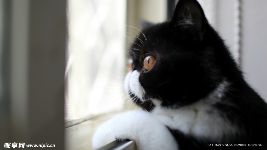 猫咪