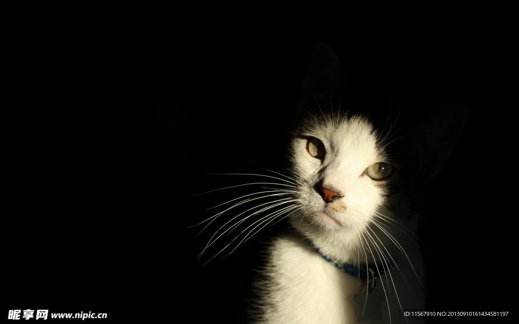 猫咪