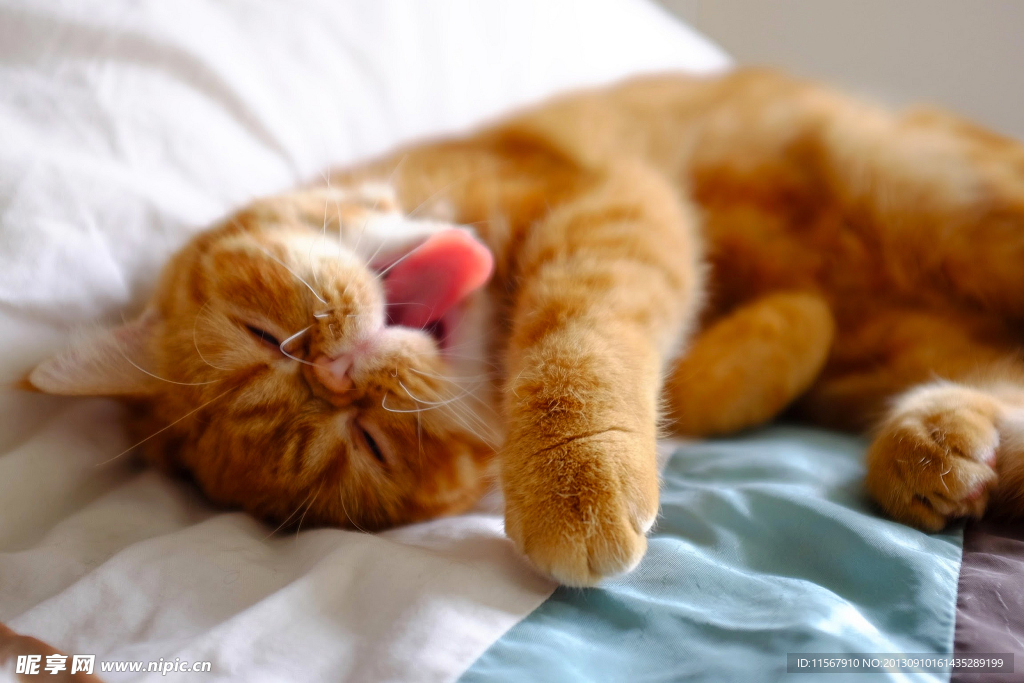 猫咪