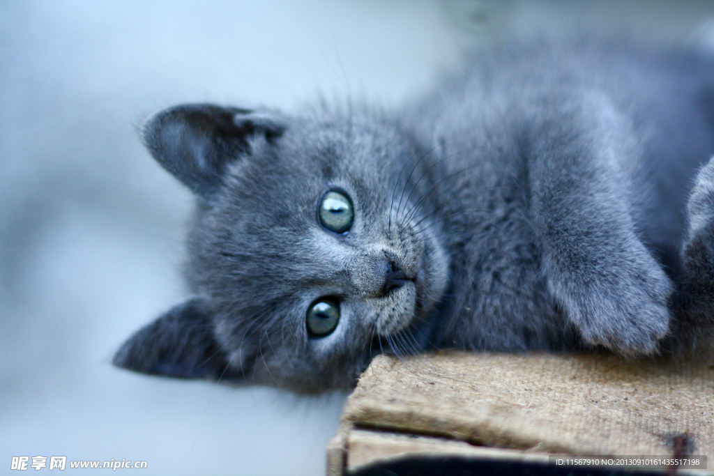 猫咪