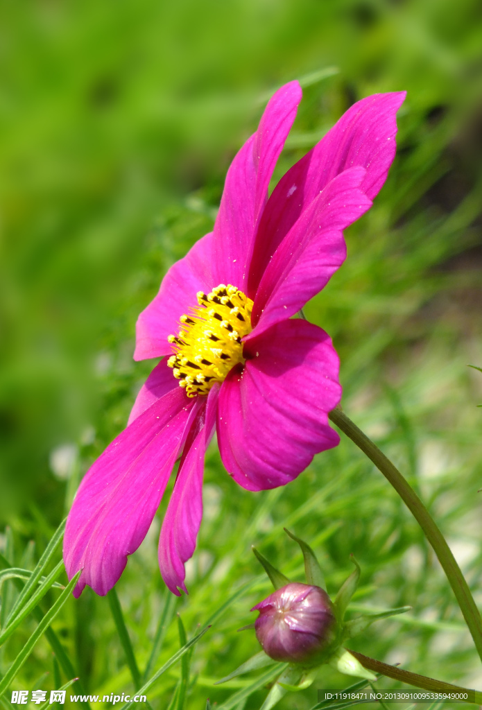波斯菊