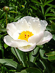 芍药花