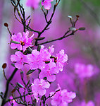 杜鹃花