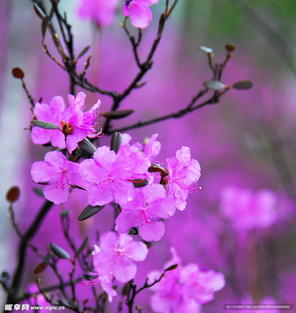 杜鹃花