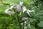 豌豆花