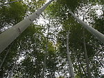 竹林
