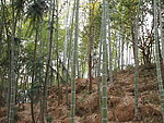 竹林