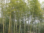 竹林
