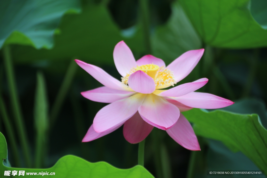 荷花