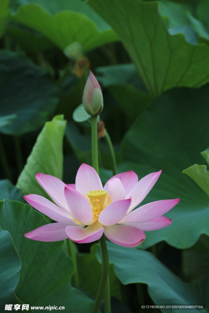 荷花