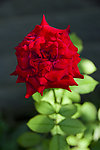 茶花