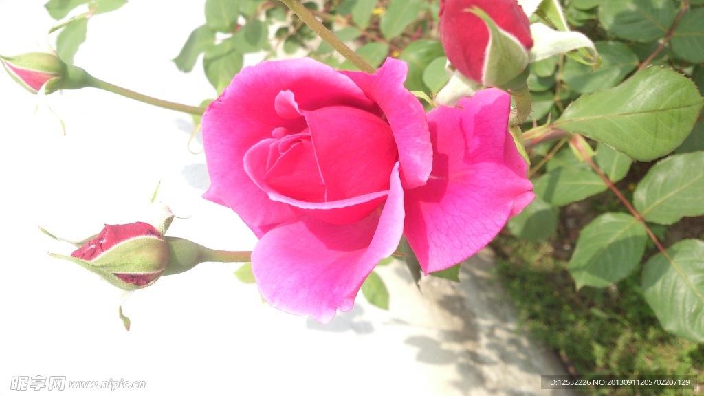 玫瑰