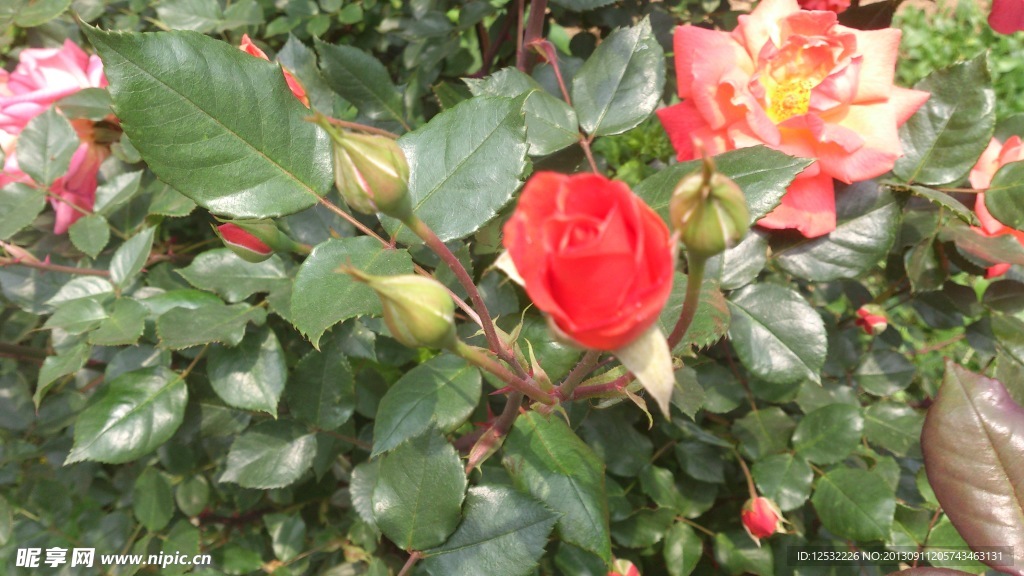 红玫瑰