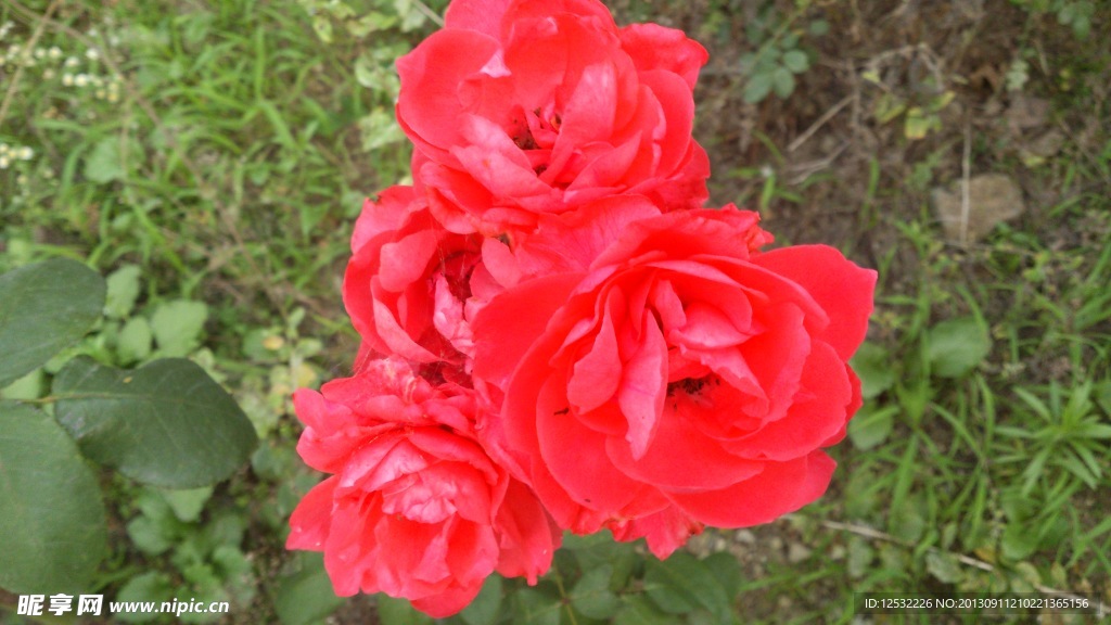 玫瑰花
