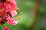 紫薇花