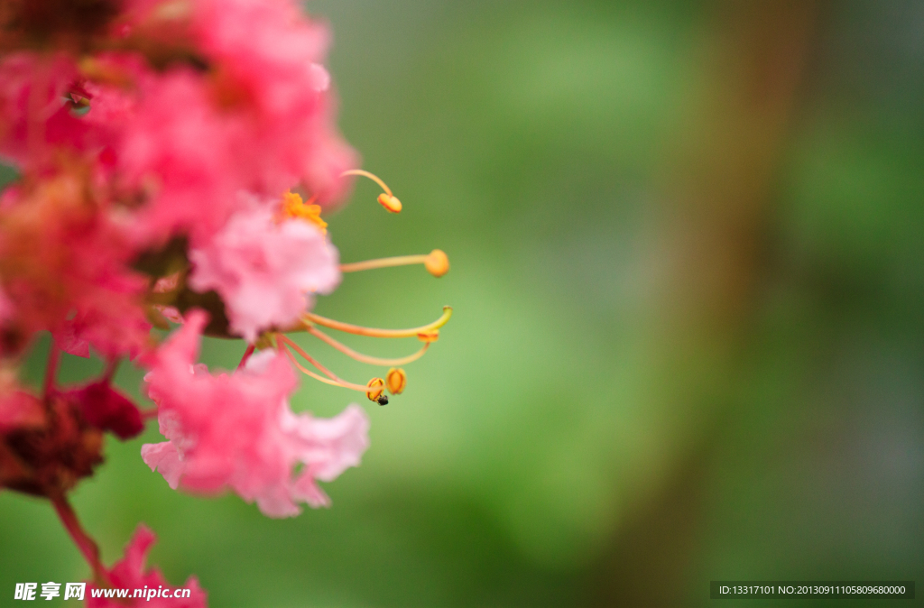 紫薇花