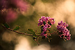 紫薇花