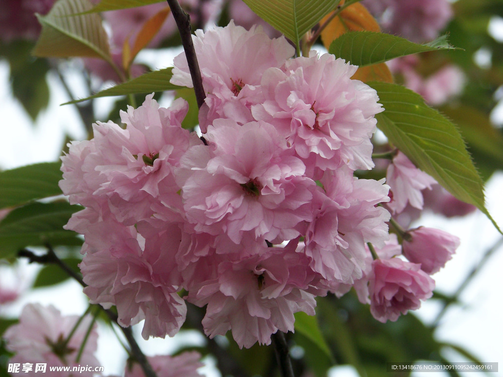 樱花