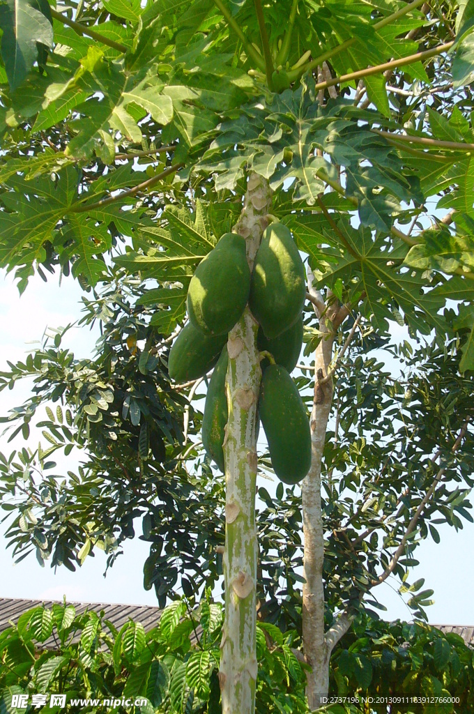 木瓜