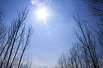 树 蓝天 太阳