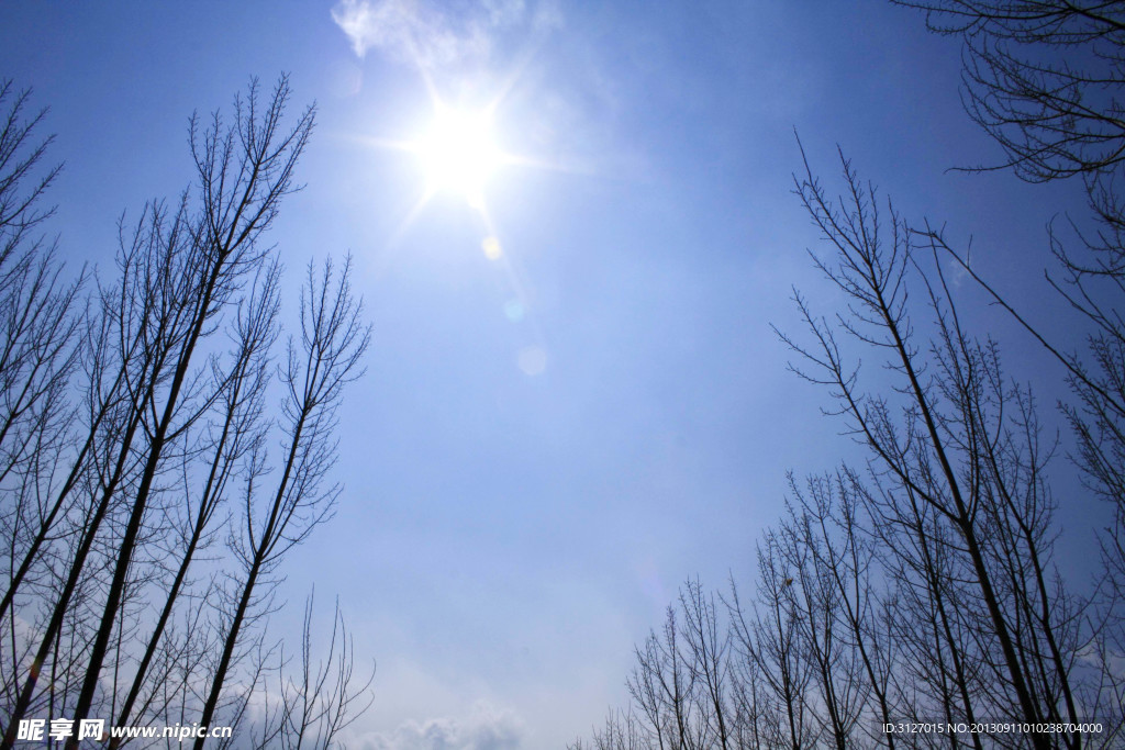 树 蓝天 太阳