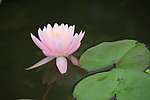 睡莲